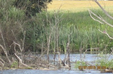 Закоряженный пруд. Фото 5148.