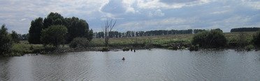 Закоряженный пруд. Фото 5158.