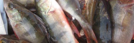 Barmcity. Фото 516.