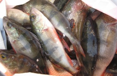 Barmcity. Фото 516.