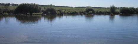 Закоряженный пруд. Фото 5161.