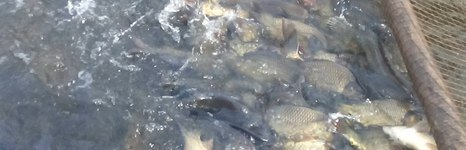 Королевка. Фото 5216.