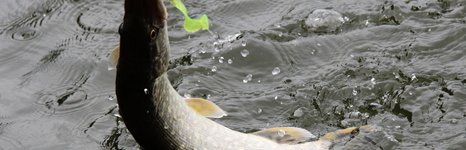 Три пескаря. Фото 5225.