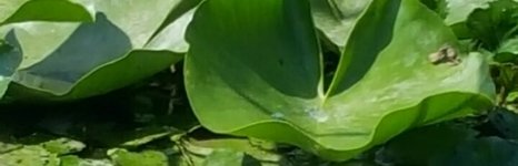 Прокоста. Фото 541.