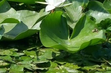 Прокоста. Фото 541.