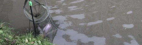 Левобережный. Фото 5495.