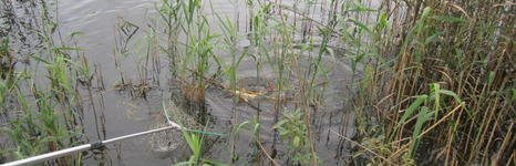 Клинский. Форелевый пруд. Фото 5503.