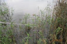 Клинский. Форелевый пруд. Фото 5504.