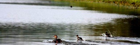 Глухое. Фото 5749.