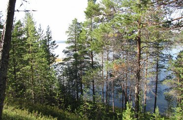 Ципринга. Фото 580.