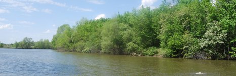 Дубрава. Фото 5920.