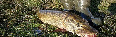 Клёвая рыбалка. Фото 593.