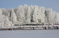 Рыбинский трофей. Фото 6098.