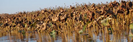 Найт Флайт Дельта. Фото 6284.