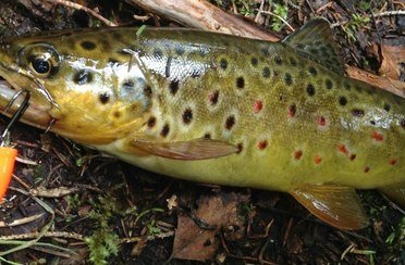 Пяозеро. Фото 631.