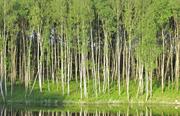 Рождествено. Фото 6453.