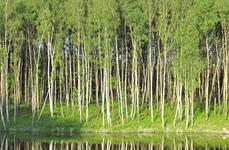 Рождествено. Фото 6453.