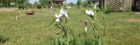 Русская усадьба. Фото 6479.