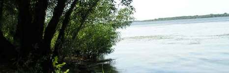 Росинка. Фото 6489.