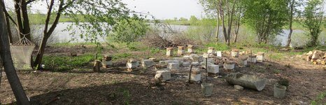 Черемушки. Фото 6748.