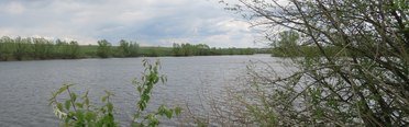 Черемушки. Фото 6757.