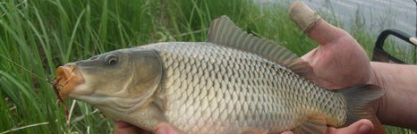 Дубенской пруд. Фото 6797.