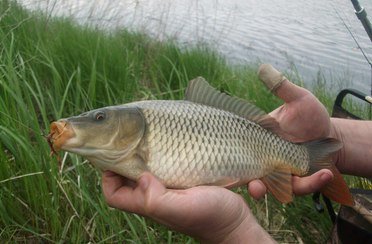 Дубенской пруд. Фото 6797.