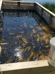 Косачи. Фото 6913.