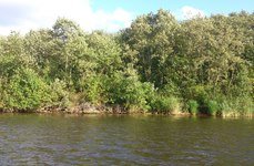 Трифонова Сельга. Фото 7044.