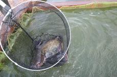 Рыбалка Горчухино. Фото 7206.