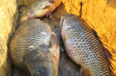 Хрустальное озеро. Фото 7254.