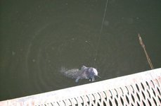 КЛЁВое озеро. Фото 727.