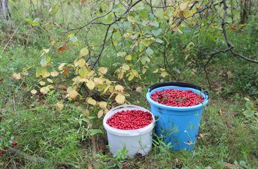 Белые озерки. Фото 7304.