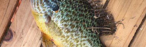 Рыбалка в Пятихатке. Фото 7410.