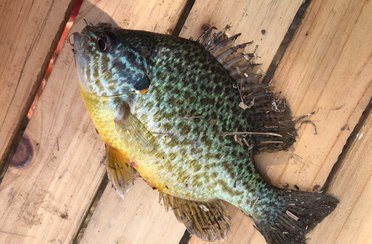 Рыбалка в Пятихатке. Фото 7410.