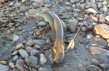 Ини-Бии. Фото 752.