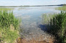 Бежецкий рыбхоз. Фото 7538.