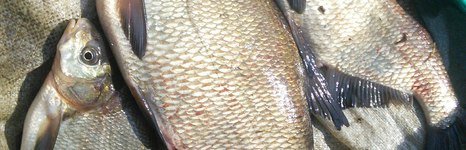 Кордон Донаурово. Фото 7733.