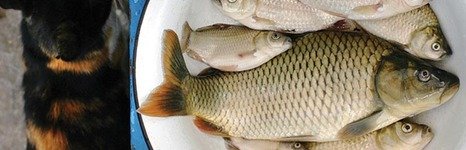 Широкая балка. Фото 7785.