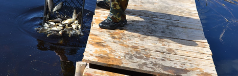 Червишевские пруды. Фото 8232.