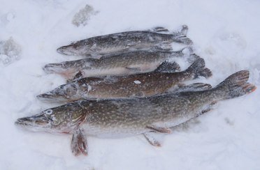 Коккосалми (Корнеевка). Фото 8530.