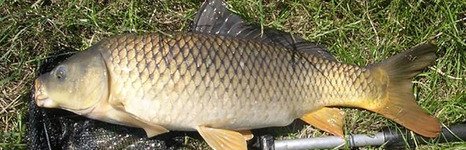 Сомовье логово. Фото 8546.