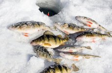 Капаново. Фото 8736.