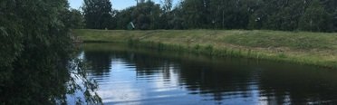 Подсолнухи. Фото 8756.