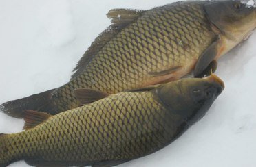 Зеркальный. Фото 8780.