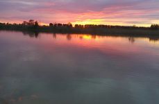 Гусь лапчатый. Фото 882.