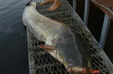 Дубрава. Фото 8827.