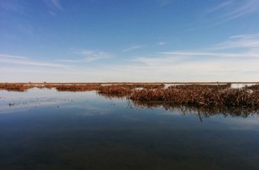 Гусь лапчатый. Фото 884.