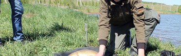 Golden Fish. Фото 8842.