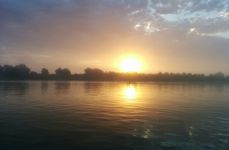 Гусь лапчатый. Фото 886.